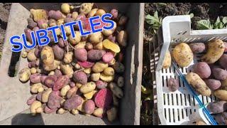 potato breeding #218 hybrid tubers seedling plants harvest.