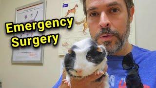 Emergency Surgery on Rescue Guinea Pig