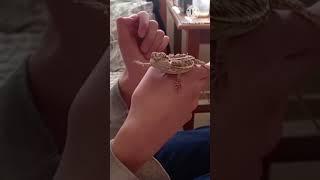 Bearded Dragon baby submitting [What happens after 15 seconds is so adorable]