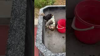 Big monkey knocks down Kiwi