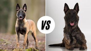 Belgian Malinois vs The Dutch Shepherd - Which Is Better?