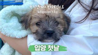 Dog adoption [ VLOG]  korea puppy's first day of adoption