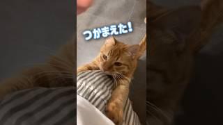 ママが抱っこするまでストーカーし続ける超甘えん坊の猫【とらまる】