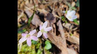 Pink and white spring beauties. Why?