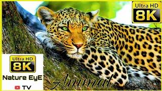 8K Wild Animals Video/ Wildlife Video/8K Nature EyE tv.