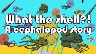 What the Shell?!? - A cephalopod story