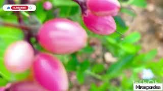 Carrandas Berry | Bengal Currant | Rare Fruits