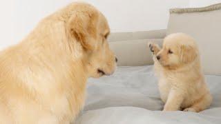 Golden Retriever Dad Meets His Puppy Son For The First Time