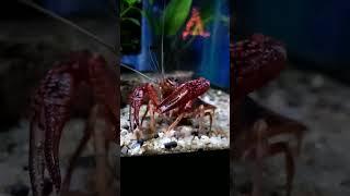 freshwater crab - amazing peaceful fully aquatic freshwater crab