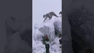 the dogs chased and RELEASED this mountain lion! #hunting #lions #dogs #hunt #albumcover #bhs