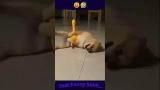 Horny Evil Ffffing Demon Spa... I Mean Chihuahua