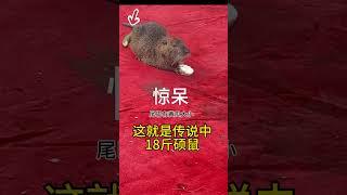 超级大硕鼠18斤#萌宠 #宠物#动物#惊讶#不敢信息#@生活之圈 #万万没想到#fishing