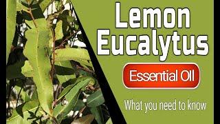 Lemon Eucalyptus - Benefits Of Lemon Eucalyptus Essential Oil - Eucalyptus citriodora