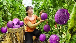 Harvesting Melon Ichiba Goes To Market Sell - Take care of piglets | Tiểu Vân Daily Life