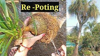 Re-Potting Process Of Pony-Tail Palm//Nolina Recuvata.