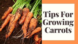 Growing Carrots For Beginners in Zone 6