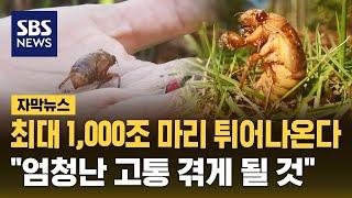 최대 1,000조 마리 튀어나온다..."221년 만에 벌어져, 고통 겪게 될 것" (자막뉴스) / SBS