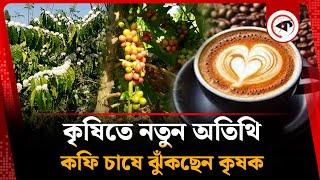 কৃষিতে নতুন অতিথি, কফি চাষে ঝুঁকছেন কৃষক | Sherpur | Nalitabari Coffee | Kalbela