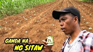 VLOG183_SUBUKAN NAMAN NATEN ANG KALABASA MABENTA SA PALENGKE