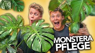 MONSTERA RICHTIG PFLEGEN - Der ultimative Guide | Joey's Jungle Plants