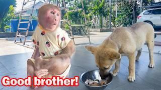 Kind Bibi always gives special attention and love to the puppy!