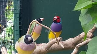 Gouldian Finches in aviary outside, Gouldamadines in buiten voliere