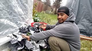 Harvesting cabbage in Alaska