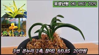 12월25일(수)  2차 배양종단엽,무명중투,온누리,두화목,서반사피,윤파지화,채운,송정,송옥,살구(전시작)  좋은 품종들 판매합니다. 많은 성원 부탁드립니다 #춘란