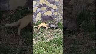 CATS FIGHT WHILE FALLING FROM TREE