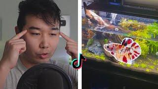 TikTok Fish Tanks BUT IT'S GOOD | Fish Tank Review 233