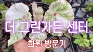 더그린가든센터 화원방문기part.1 ~ 베고니아, 제라늄 , 무늬식물 구경