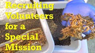 Clumps screened from vermicompost become bedding for new ENC worm bin - vermicompost