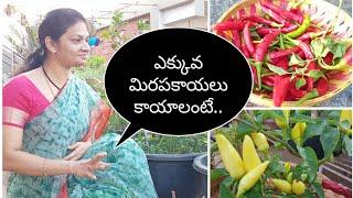 How to grow  chillies  from seeds in containers?పచ్చిమిరపకాయలను కంటెయినర్లలో ఇలా పెంచుకోవచ్చు #Tips