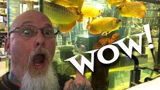 Tour an incredible Tropical Fish store filled with Asian Arowana