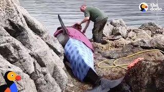 Orca Stranded On Rocks Is Kept Alive by Rescuers | The Dodo