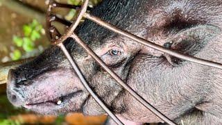 Vietnamese Street Food - BLACK PIG prepared in traditional style