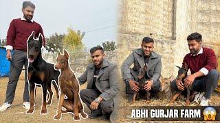 European Doberman at Pehlwan farm of ​⁠@abhinavhoon in Uttarpradesh