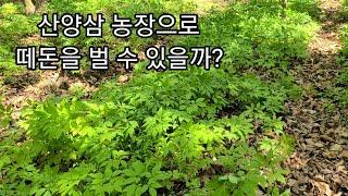 산양삼농장으로 떼돈을 벌 수 있을까?