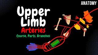 Arteries of the Upper Limb Scheme (Course, Branches, Parts) | Anatomy