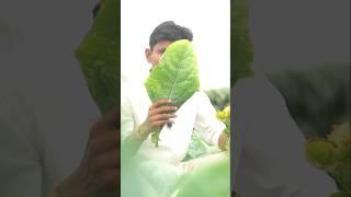 ಈ ಗೊಬ್ಬರಕ್ಕೆ ಮುಗಿಬಿದ್ದ ಜನ | Farming in Kannada | Gromor Bhoo Aushadh | farming in Karnataka #shorts