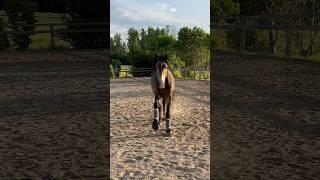 He is just🪶 #buckskin #leajell #hengst #lusitano