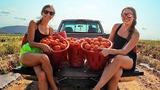 The Field Tomatoes Are Almost Over