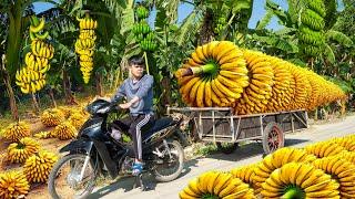 How Disabled Man Harvests Millions of Giant Bananas Goes To Countryside Market Sell