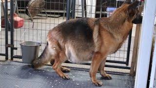 German Shepherd very close to litter delivery