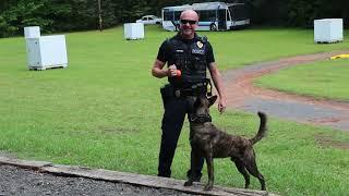 Meet CMPD's Four New K-9s