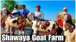 Shawaya Goat Farm 2023 Series - Part 1 - Big Gujri Bakre