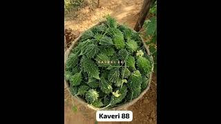 Kaveri seeds Bitter Gourd 88 cell 9346244002