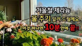 #pelargonium  겨울철 #제라늄물주기 어려우신 분들 꼭!! 보세요/ 1시간 줄걸 이걸로 10분안에 끝!!