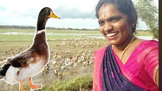 மாமா வாத்து பிடிக்கலாம் வா | trichy sathana