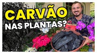 Como utilizar o CARVÃO nas suas PLANTAS